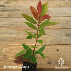 Acmena Hemilampra - Blush Satinash -Cheap The Aussie Garden Store apo hemilampra tubestock