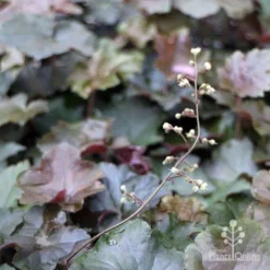 Heuchera Palace Purple - Coral Bells -Cheap The Aussie Garden Store apo heuchera palace purple