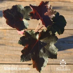 Heuchera Palace Purple - Coral Bells -Cheap The Aussie Garden Store apo heuchera palace purple colour