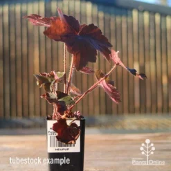 Heuchera Palace Purple - Coral Bells -Cheap The Aussie Garden Store apo heuchera palace purple tubestock