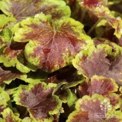 Heucherella Solar Eclipse - Foamy Bells 17 Heucherella Solar Eclipse - Foamy Bells -Cheap The Aussie Garden Store apo heuchera solar eclipse