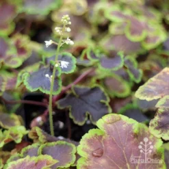 Heucherella Solar Eclipse - Foamy Bells 20 Heucherella Solar Eclipse - Foamy Bells -Cheap The Aussie Garden Store apo heuchera solar eclipse dark