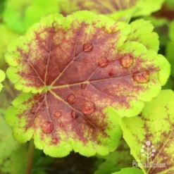 Heucherella Solar Eclipse - Foamy Bells 19 Heucherella Solar Eclipse - Foamy Bells -Cheap The Aussie Garden Store apo heuchera solar eclipse leaf