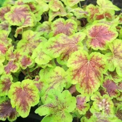 Heucherella Solar Eclipse - Foamy Bells 23 Heucherella Solar Eclipse - Foamy Bells -Cheap The Aussie Garden Store apo heuchera solar eclipse plants