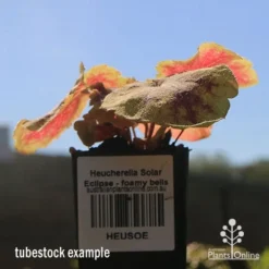 Heucherella Solar Eclipse - Foamy Bells 18 Heucherella Solar Eclipse - Foamy Bells -Cheap The Aussie Garden Store apo heuchera solar eclipse tubestock winter