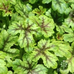 Heucherella Tapestry - Foamy Bells -Cheap The Aussie Garden Store apo heuchera tapestry 1
