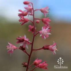 Heucherella Tapestry - Foamy Bells -Cheap The Aussie Garden Store apo heucherella tapestry flowers 2