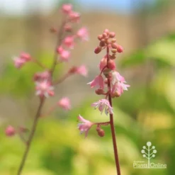 Heucherella Tapestry - Foamy Bells -Cheap The Aussie Garden Store apo heucherella tapestry flowers