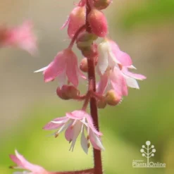 Heucherella Tapestry - Foamy Bells -Cheap The Aussie Garden Store apo heucherella tapestry flowers closeup