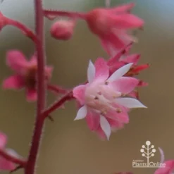 Heucherella Tapestry - Foamy Bells -Cheap The Aussie Garden Store apo heucherella tapestry flowers closeup2 1