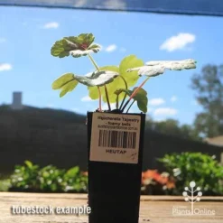 Heucherella Tapestry - Foamy Bells -Cheap The Aussie Garden Store apo heucherella tapestry tubestock