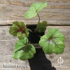 Heucherella Tapestry - Foamy Bells -Cheap The Aussie Garden Store apo heucherella tapestry tubestock top 1