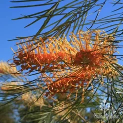 Grevillea Honey Gem -Cheap The Aussie Garden Store apo honey gem grevillea flower foliage winter