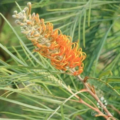 Grevillea Honey Gem -Cheap The Aussie Garden Store apo honey gem grevillea flowerbud