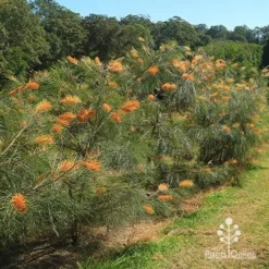Grevillea Honey Gem -Cheap The Aussie Garden Store apo honey gem grevilleas in paddock