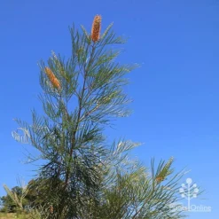 Grevillea Honey Gem -Cheap The Aussie Garden Store apo honey gem nursery blue sky