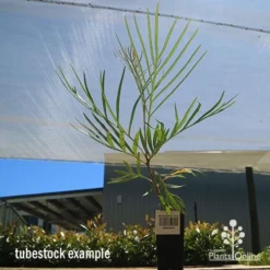 Grevillea Honey Gem -Cheap The Aussie Garden Store apo honey gem tubestock large