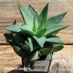 Haworthia Savanna - Succulent -Cheap The Aussie Garden Store apo howarthia savanna lage size