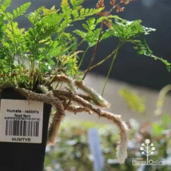Humata - Rabbit's Foot Fern -Cheap The Aussie Garden Store apo humata fern aerial roots