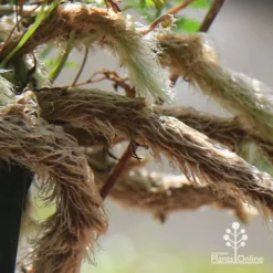 Humata - Rabbit's Foot Fern -Cheap The Aussie Garden Store apo humata fern aerial roots close