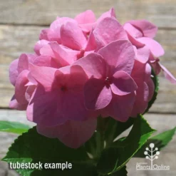 Hydrangea Alpengluhen -Cheap The Aussie Garden Store apo hydrangea alpengluhen flower