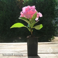 Hydrangea Alpengluhen -Cheap The Aussie Garden Store apo hydrangea alpengluhen tubestock