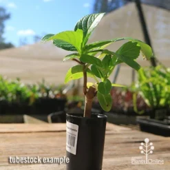 Hydrangea Ayesha 17 Hydrangea Ayesha -Cheap The Aussie Garden Store apo hydrangea ayesha tubestock