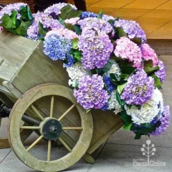 Hydrangea Assorted -Cheap The Aussie Garden Store apo hydrangea cart