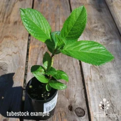 Hydrangea Jogasaki - Fireworks Hydrangea -Cheap The Aussie Garden Store apo hydrangea fireworks tubestock