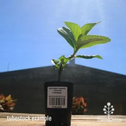 Hydrangea Jogasaki - Fireworks Hydrangea -Cheap The Aussie Garden Store apo hydrangea fireworks tubestock2