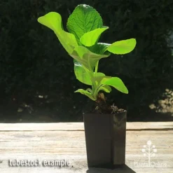 Hydrangea Assorted -Cheap The Aussie Garden Store apo hydrangea macrophylla tubestock