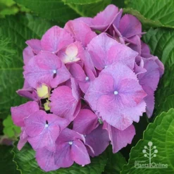 Hydrangea Assorted -Cheap The Aussie Garden Store apo hydrangea purple nursery