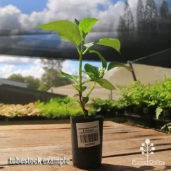 Hydrangea President R Touchard -Cheap The Aussie Garden Store apo hydrangea touchard tubestock