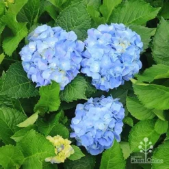 Hydrangea Assorted -Cheap The Aussie Garden Store apo hydrangeas nursery