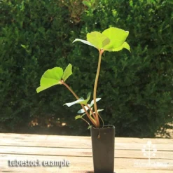 Hellebore Ice Breaker Max - Winter Rose -Cheap The Aussie Garden Store apo icebreaker max hellebore tubestock 1