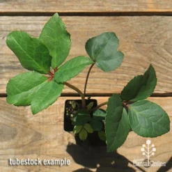 Hellebore Ice Breaker Max - Winter Rose -Cheap The Aussie Garden Store apo icebreaker max hellebore tubestock top