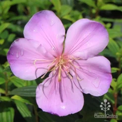 Tibouchina Illusion -Cheap The Aussie Garden Store apo illusion pink