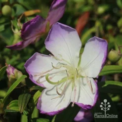 Tibouchina Illusion -Cheap The Aussie Garden Store apo illusion tibouchina sunshine