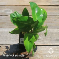 Philodendron Imbe -Cheap The Aussie Garden Store apo imbe philodendron tubestock top