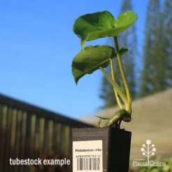Philodendron Imbe -Cheap The Aussie Garden Store apo imbe tubestock blue sky
