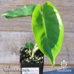 Philodendron Imbe -Cheap The Aussie Garden Store apo imbe tubestock fresh leaf