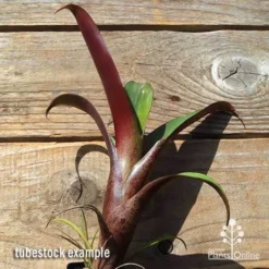 Alcantarea Imperialis Rubra - Bromeliad 19 Alcantarea Imperialis Rubra - Bromeliad -Cheap The Aussie Garden Store apo imperata rubra tubestock large