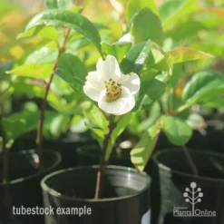 Chaenomeles Nivalis - Japanese Quince -Cheap The Aussie Garden Store apo japanese quince nivalis