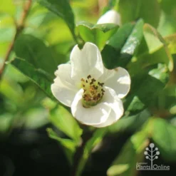 Chaenomeles Nivalis - Japanese Quince -Cheap The Aussie Garden Store apo japanese quince nivalis flower
