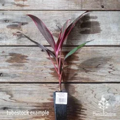Cordyline Fruticosa John Klass Red -Cheap The Aussie Garden Store apo jkr tubestock