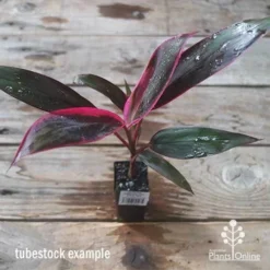 Cordyline Fruticosa John Klass Red -Cheap The Aussie Garden Store apo jkr tubestock above