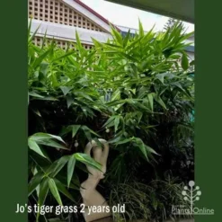 Tiger Grass - Thysanolaena -Cheap The Aussie Garden Store apo jo battersby tiger grass