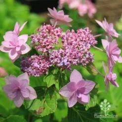 Hydrangea Jogasaki - Fireworks Hydrangea -Cheap The Aussie Garden Store apo jogasaki fireworks hydrangea