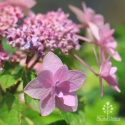 Hydrangea Jogasaki - Fireworks Hydrangea -Cheap The Aussie Garden Store apo jogasaki hydrangea floret
