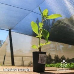 Hydrangea Jogasaki - Fireworks Hydrangea -Cheap The Aussie Garden Store apo jogasaki tubestock